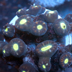 Candy Cane Coral Fiji (click for more detail)