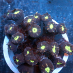 Candy Cane Coral Fiji (click for more detail)