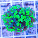 LiveAquaria® Cultured Hammer Coral (click for more detail)