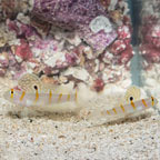 Randall's Prawn Goby, Pair (click for more detail)