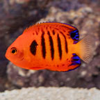 Flame Angelfish (click for more detail)