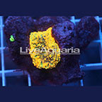 Rainbow Ricordea Mushroom Coral Solomon (click for more detail)