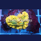 Rainbow Ricordea Mushroom Coral Solomon (click for more detail)