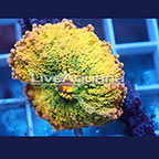 Rainbow Ricordea Mushroom Coral Solomon (click for more detail)