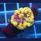 Rainbow Ricordea Mushroom Coral Solomon (click for more detail)