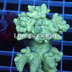 Pineapple Tree Coral Solomon (click for more detail)