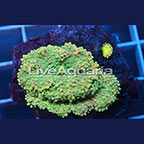 Rainbow Ricordea Mushroom Coral Solomon (click for more detail)