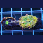 Rainbow Ricordea Mushroom Coral Solomon (click for more detail)