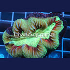 Open Brain Coral Solomon (click for more detail)