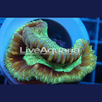 Open Brain Coral Solomon (click for more detail)