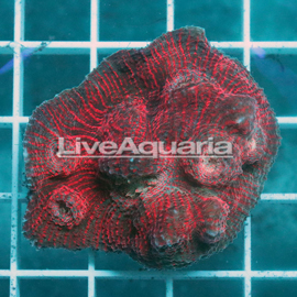 Chalice Coral Solomon (click for more detail)