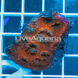 Chalice Coral Solomon (click for more detail)