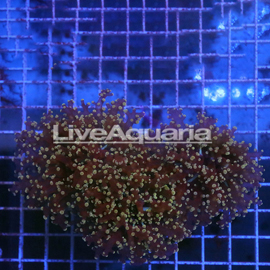 Green Tip Frogspawn Coral Solomon (click for more detail)