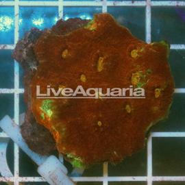 Chalice Coral Solomon (click for more detail)