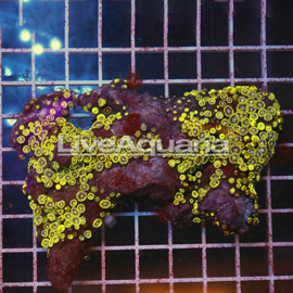 Zoanthus Coral Solomon (click for more detail)