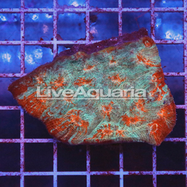 Chalice Coral Solomon (click for more detail)