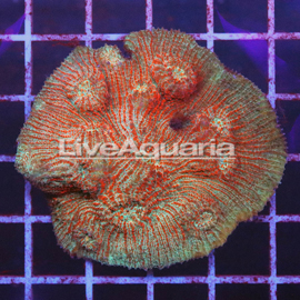 Chalice Coral Solomon (click for more detail)