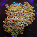 Multicolor Frogspawn Coral Solomon (click for more detail)