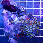 Zoanthus Coral Solomon (click for more detail)
