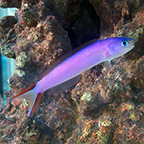 Purple Tilefish (click for more detail)