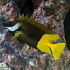 Bicolor Foxface (click for more detail)