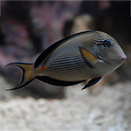 Sohal Tang (click for more detail)