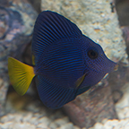 Purple Tang (click for more detail)