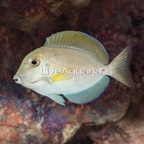 Epaulette Surgeonfish (click for more detail)