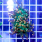 Torch Coral (click for more detail)