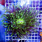 Long Tentacle Plate Coral (click for more detail)