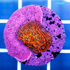 USA Cultured Chalice Coral (click for more detail)