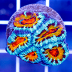 USA Cultured Acan Lord Coral (click for more detail)