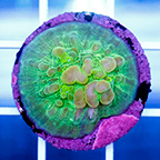 USA Cultured Bounce Chalice Coral (click for more detail)