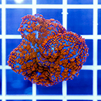 Rhodactis Bounce Mushroom (click for more detail)