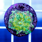 USA Cultured Mushroom Coral (click for more detail)