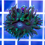 USA Cultured Ultra Duncan Coral (click for more detail)