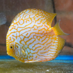 Yellow Spotted Discus (click for more detail)