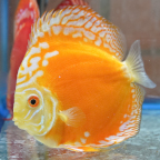 Yellow Panda Pigeon Discus (click for more detail)