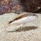 Freckled Hawkfish  (click for more detail)