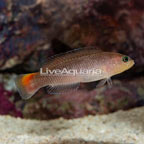 Yellow Breasted Dottyback (click for more detail)