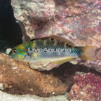 Goldbar Wrasse  (click for more detail)