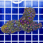 Zoanthus Coral (click for more detail)