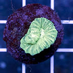 USA Cultured Neon Green Candy Cane Coral (click for more detail)