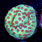USA Cultured Cyphastrea Frag (click for more detail)