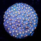 USA Cultured Cyphastrea Frag (click for more detail)