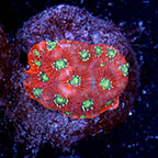 USA Cultured Favia Coral (click for more detail)