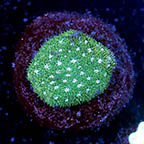 USA Cultured Leptastrea Coral (click for more detail)