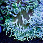 Long Tentacle Anemone (click for more detail)