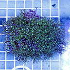 Pipe Organ Coral (click for more detail)