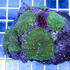 Actinodiscus Mushrooms (click for more detail)